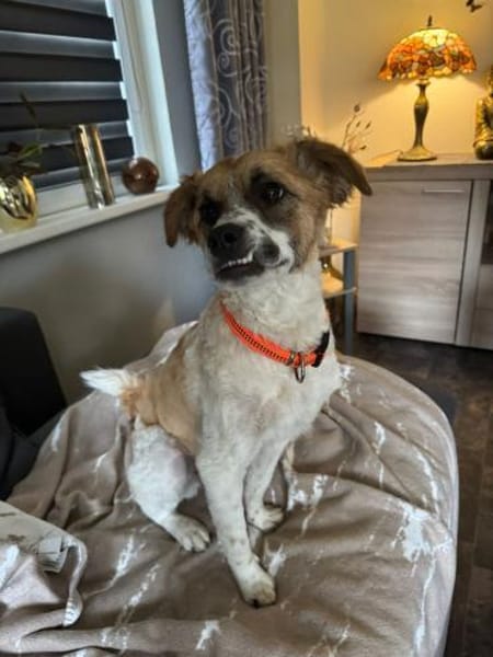 Vicky sucht ihr Für-Immer-Zuhause! 💖🐾