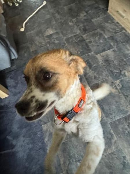 Vicky sucht ihr Für-Immer-Zuhause! 💖🐾