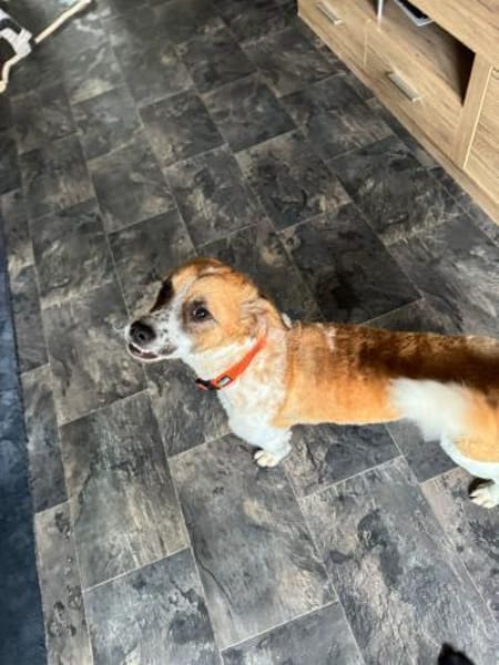 Vicky sucht ihr Für-Immer-Zuhause! 💖🐾