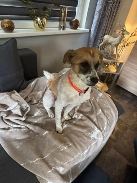 Vicky sucht ihr Für-Immer-Zuhause! 💖🐾