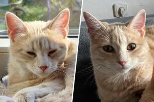 Soletta & Tigress...