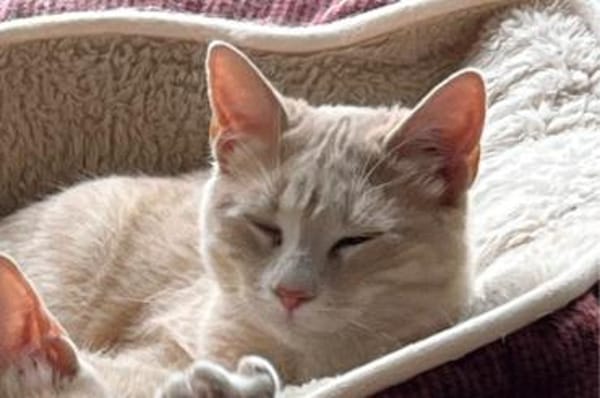 Soletta & Tigress...