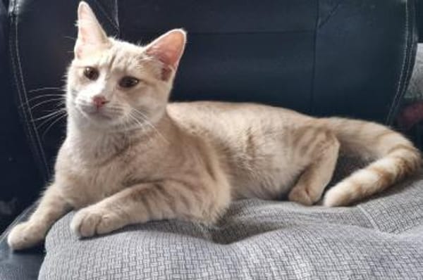 Soletta & Tigress...