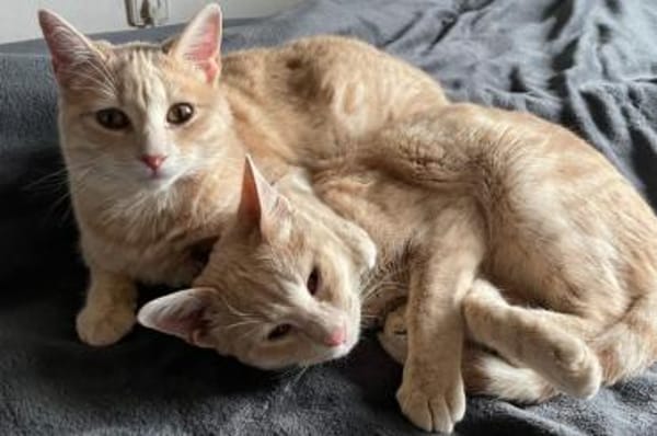 Soletta & Tigress...