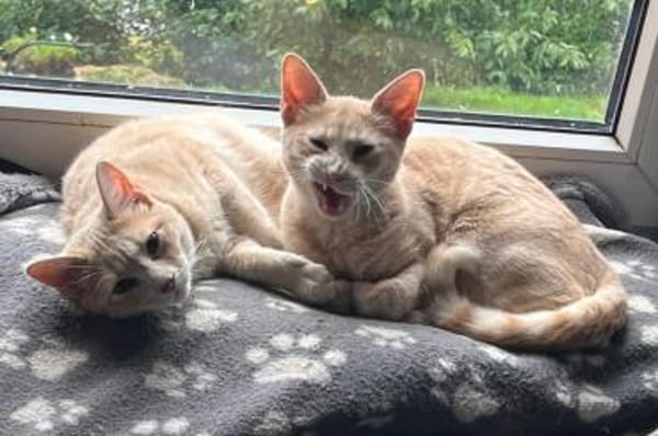 Soletta & Tigress...