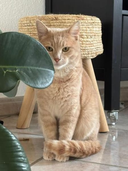 Jigger aus dem Tierschutz