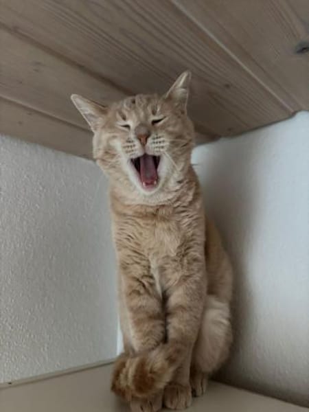 Jigger aus dem Tierschutz