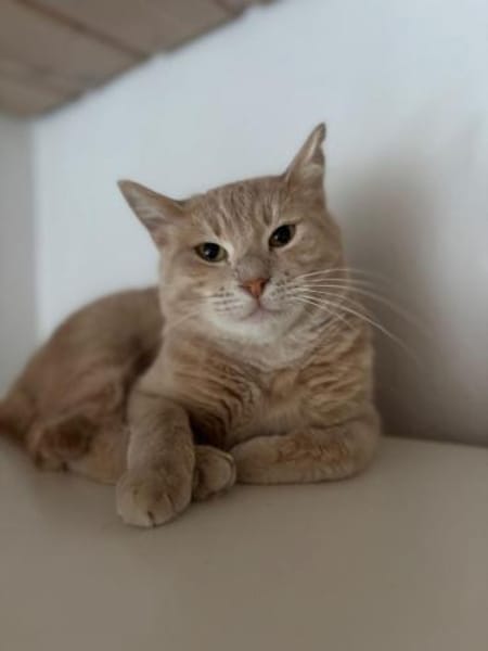 Jigger aus dem Tierschutz