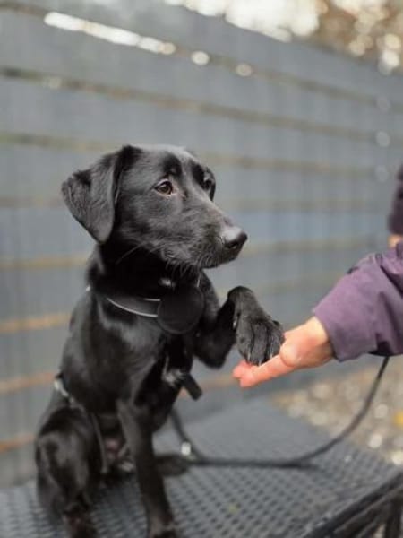 Syra die bezaubernde schwarze Schönheit