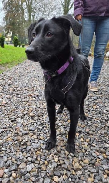 Syra die bezaubernde schwarze Schönheit