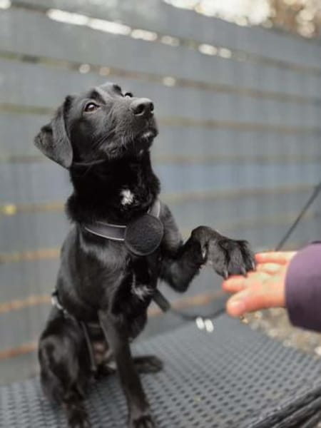 Syra die bezaubernde schwarze Schönheit