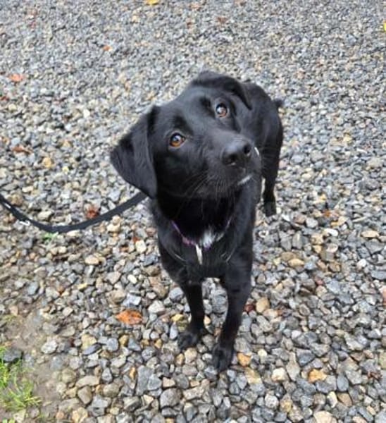 Syra die bezaubernde schwarze Schönheit