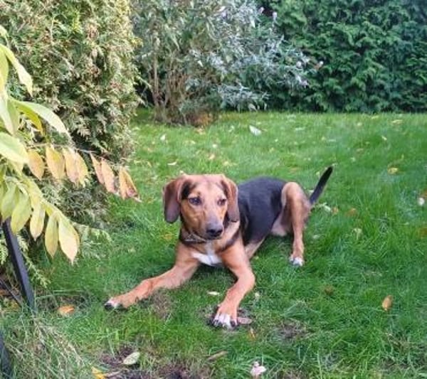 Feivel sucht ein liebevolles Zuhause