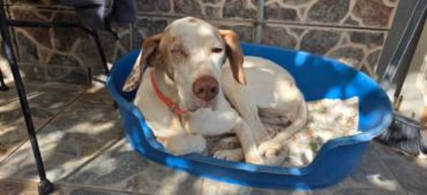 Jara braucht viel Liebe