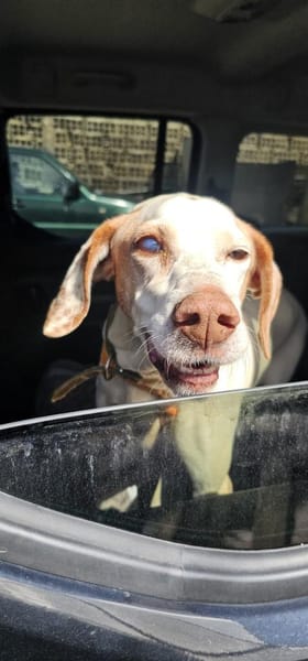 Jara braucht viel Liebe