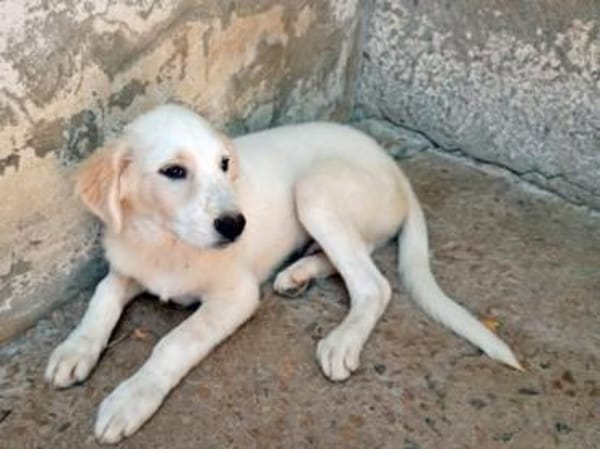 Möchten Sie Paco bei sich aufnehmen?