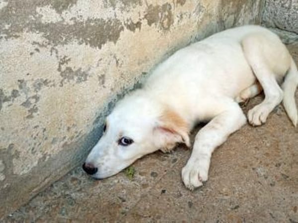 Möchten Sie Paco bei sich aufnehmen?