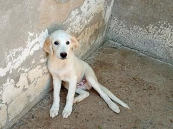 Möchten Sie Paco bei sich aufnehmen?