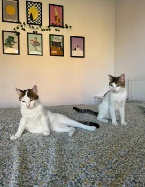 Jupiter& Snickers freundliches Dreamteam