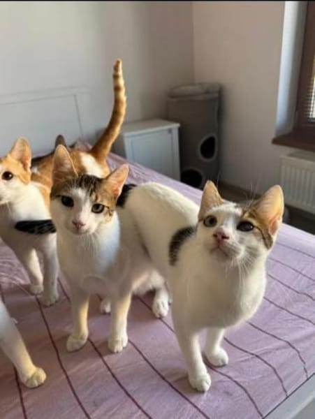 Jupiter& Snickers freundliches Dreamteam