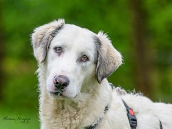 Möchten Sie Fiorenzo bei sich aufnehmen?