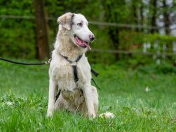 Möchten Sie Fiorenzo bei sich aufnehmen?