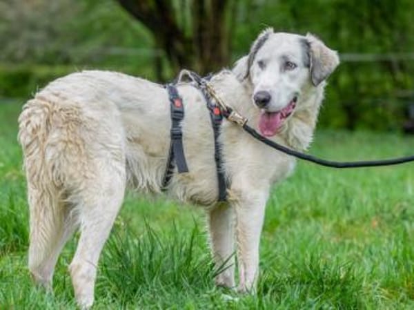 Möchten Sie Fiorenzo bei sich aufnehmen?