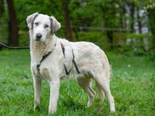 Möchten Sie Fiorenzo bei sich aufnehmen?