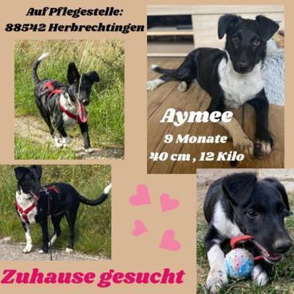 Die liebe❤Aymee❤sucht ihre Menschen