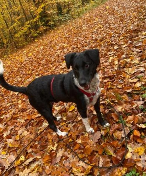 Die liebe❤Aymee❤sucht ihre Menschen