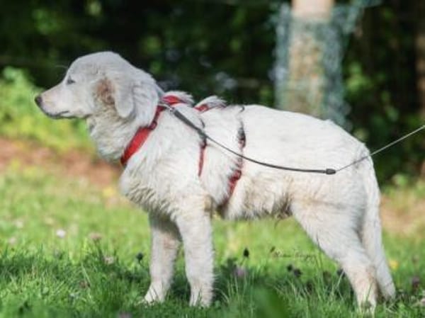 Hübscher Hundebub Poldo sucht Zuhause