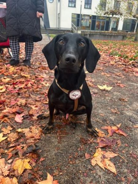 💙Cormac💙 such sein Zuhause