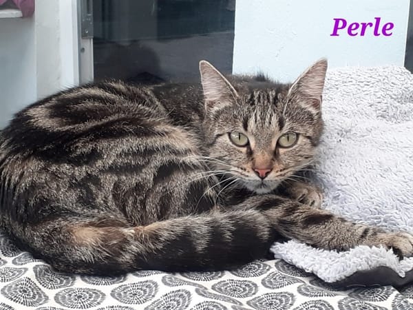 Perle
