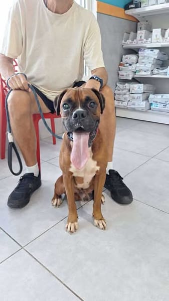 ROUKY est un chien génial