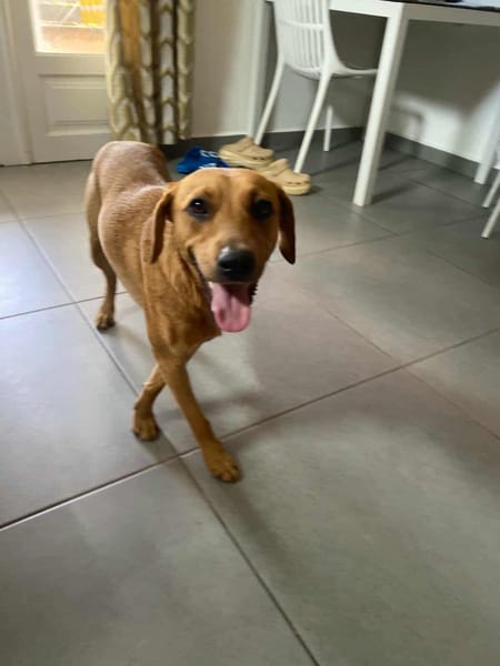 Dixy la joyeuse et dynamique louloute