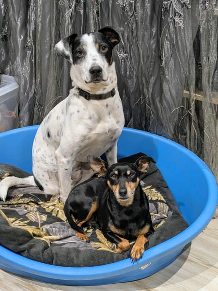 Vador l'adorable petit guerrier tripatte