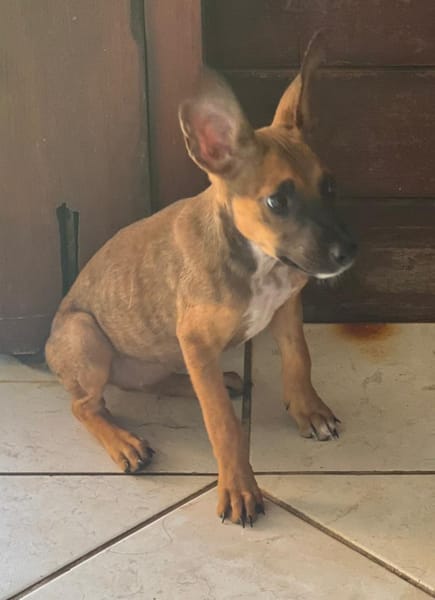 TANINA la malicieuse