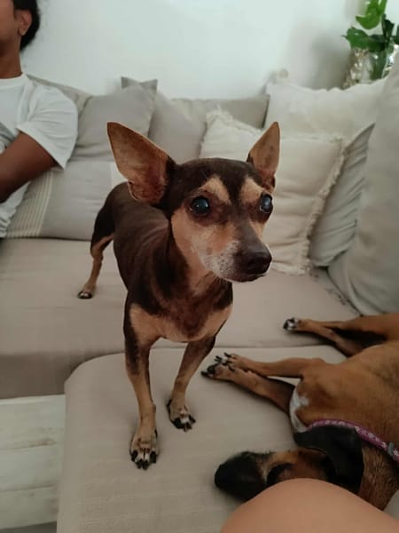 DAISY la belle chihuahua