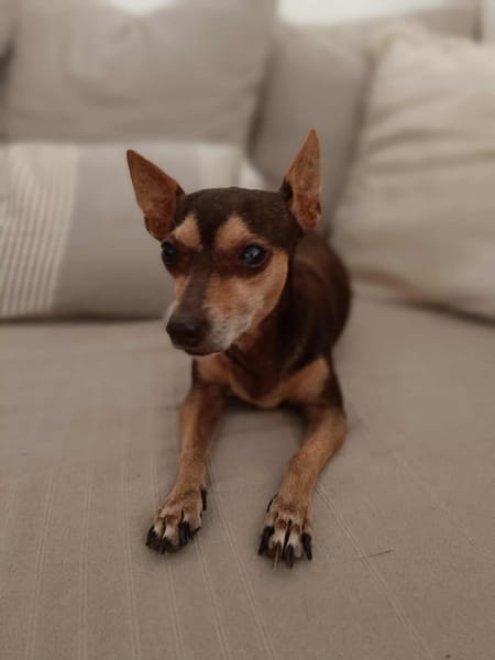 DAISY la belle chihuahua