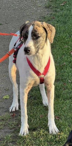 Chestnut, ein liebes Hundemädchen