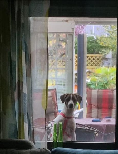 Chestnut, ein liebes Hundemädchen