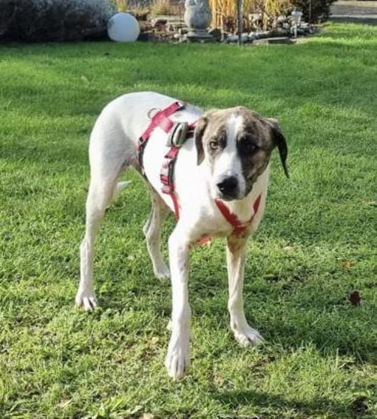 Chestnut, ein liebes Hundemädchen