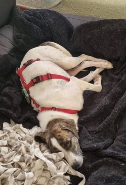 Chestnut, ein liebes Hundemädchen