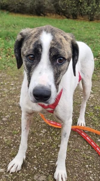 Chestnut, ein liebes Hundemädchen