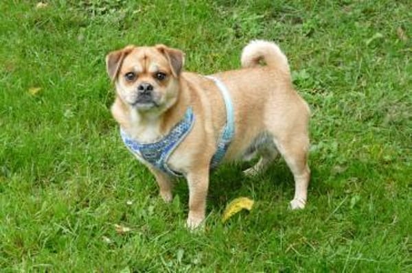 Michel sucht sein neues Zuhause