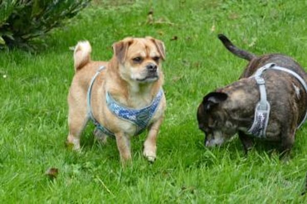 Michel sucht sein neues Zuhause