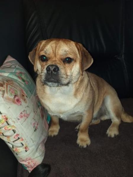 Michel sucht sein neues Zuhause