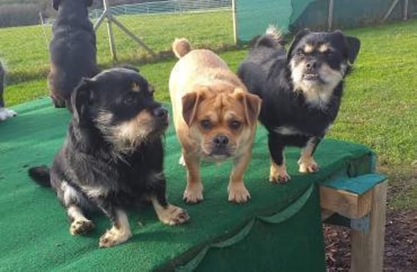 Michel sucht sein neues Zuhause