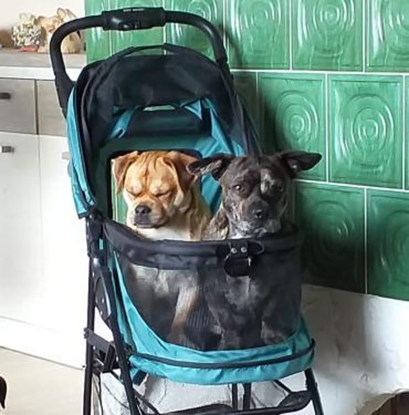 Michel sucht sein neues Zuhause