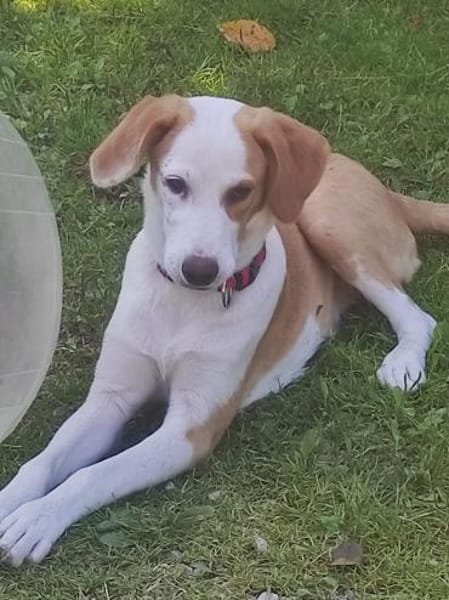 Cappucino 💙💙💙 sucht Happy-Home